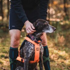 Harnassen - Lijnen - Heupgordels