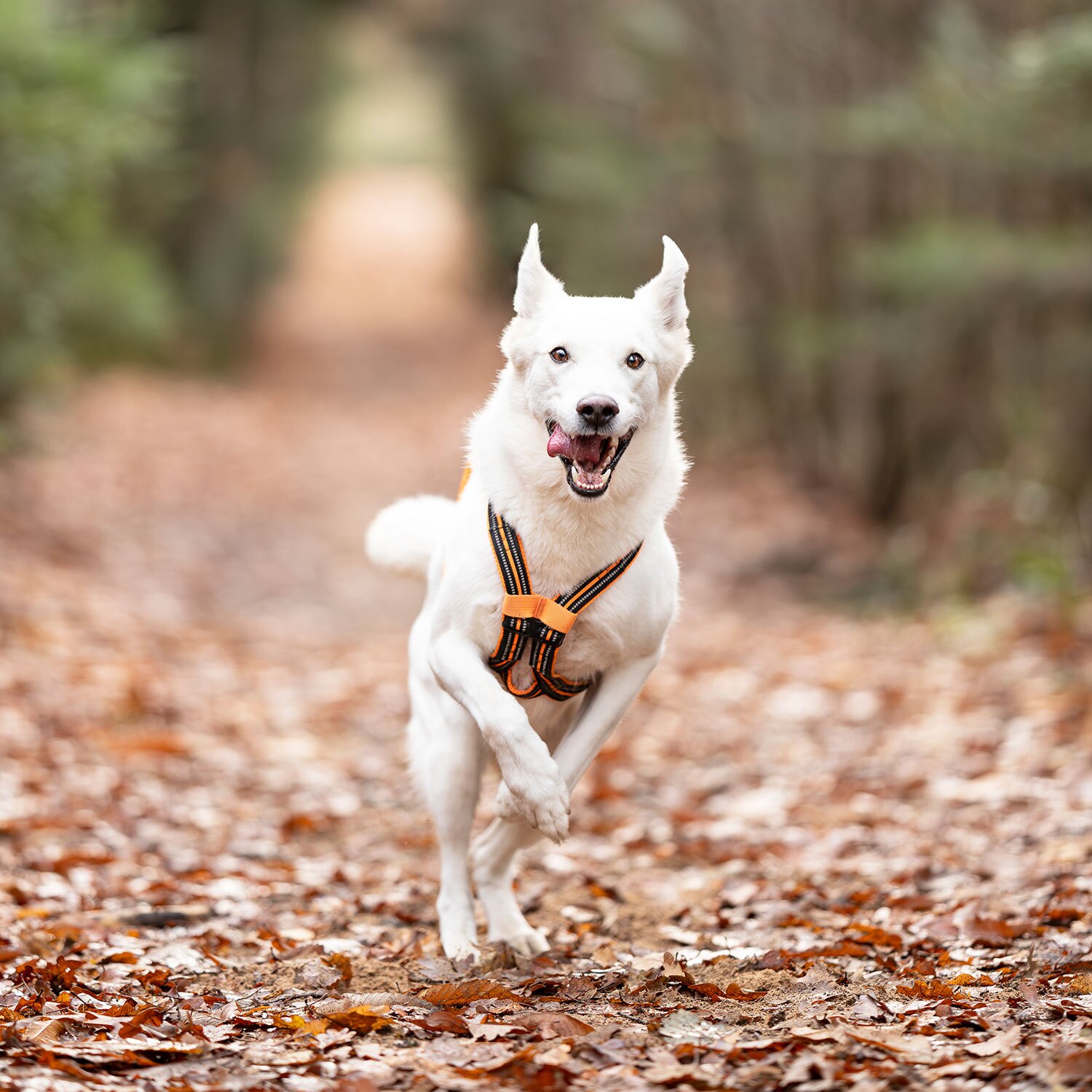 i-dog X-BACK ONE - Afbeelding 2